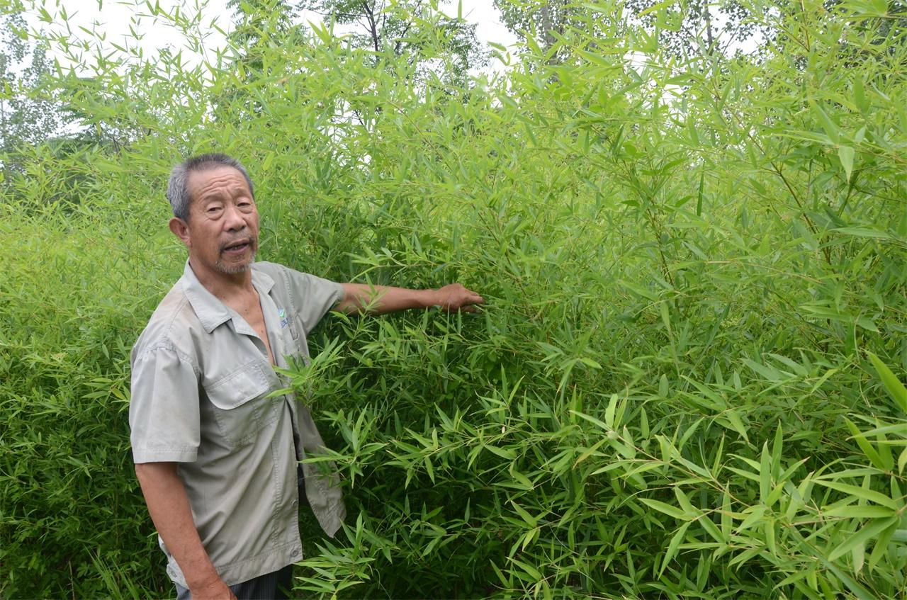 河南農(nóng)村老人手工做掃帚，一把賣28塊錢，一年能做一千多把