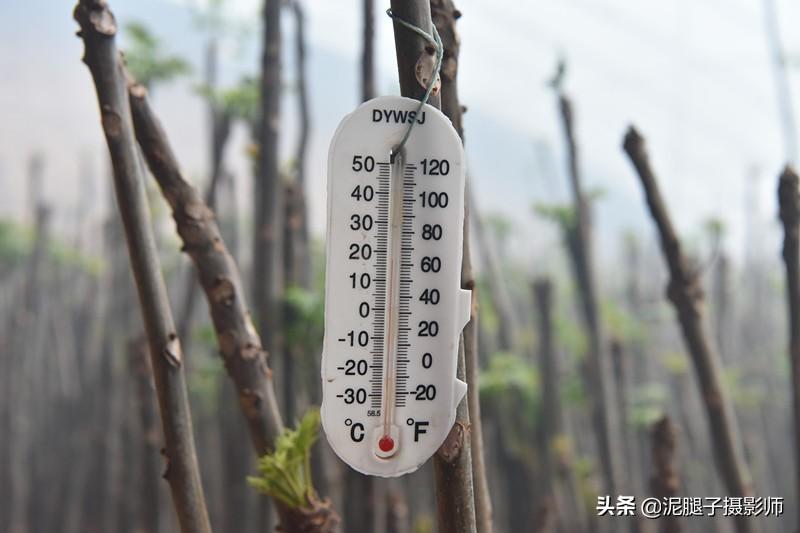 山西農(nóng)民大棚里種香椿，9分地種植70000苗，28元1斤，收入保密