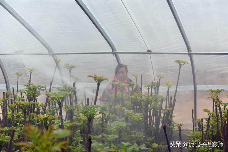 山西農(nóng)民大棚里種香椿，9分地種植70000苗，28元1斤，收入保密