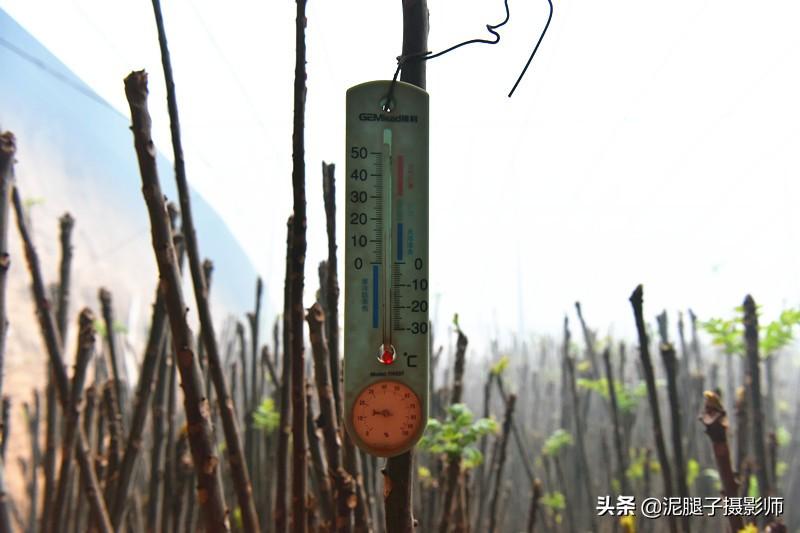 山西農(nóng)民大棚里種香椿，9分地種植70000苗，28元1斤，收入保密