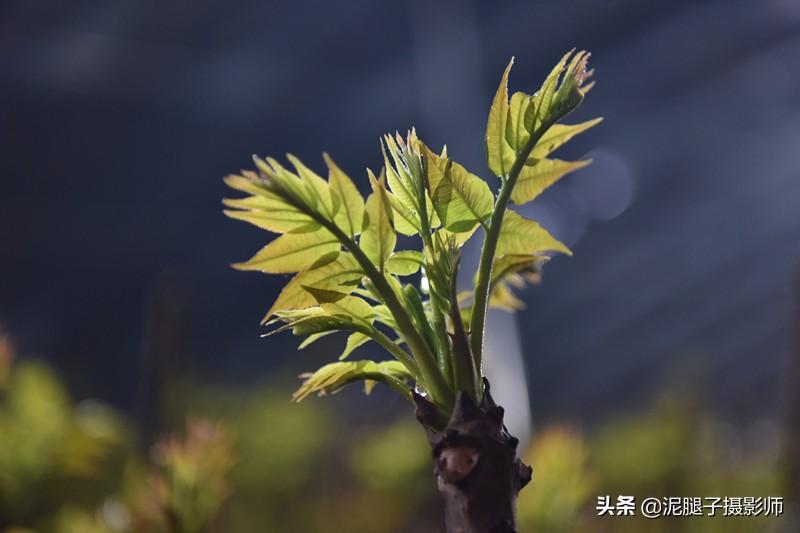 山西農(nóng)民大棚里種香椿，9分地種植70000苗，28元1斤，收入保密