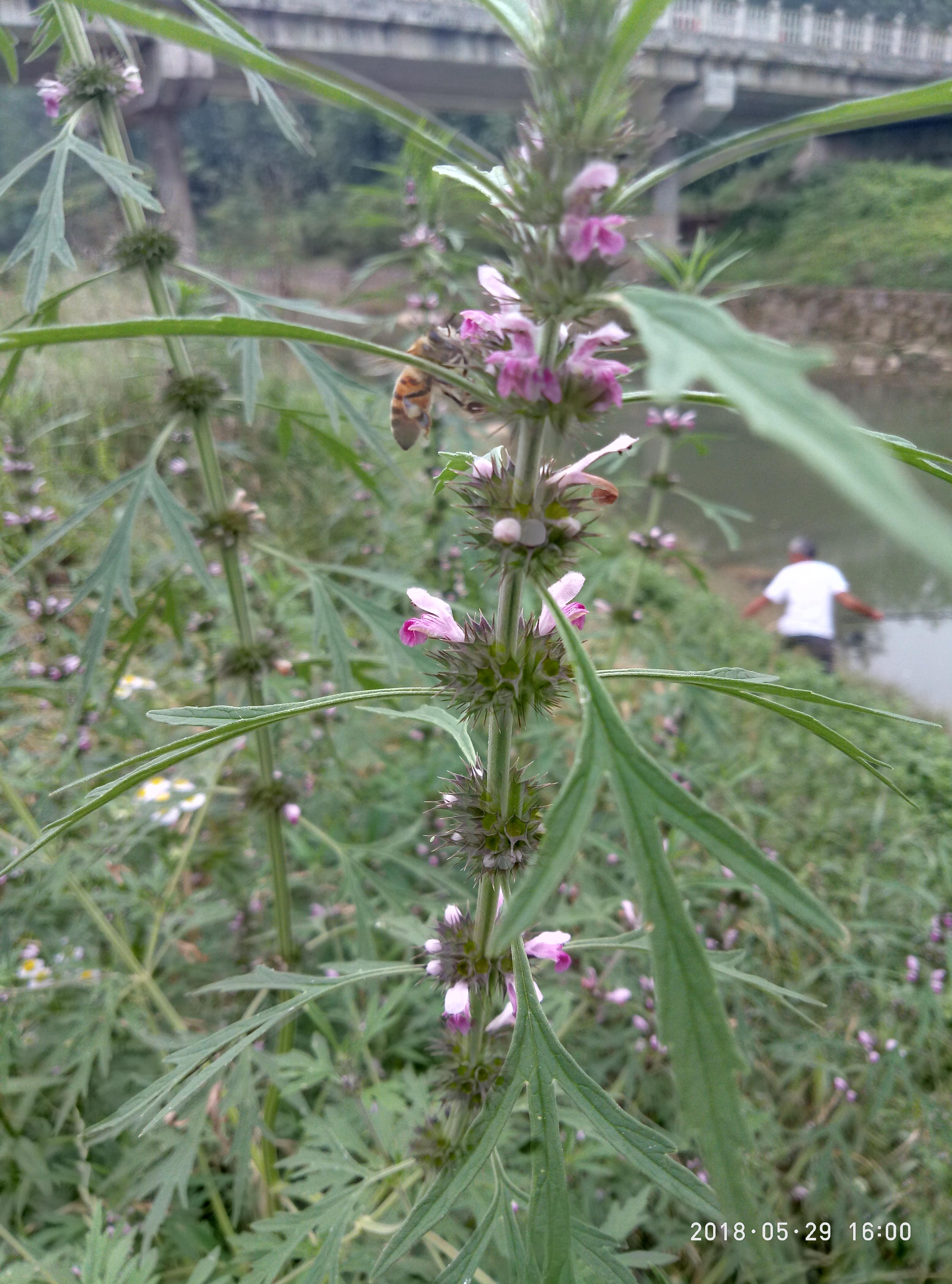 湖北宜都枝城赤溪河，長在河邊的抗癌藥草