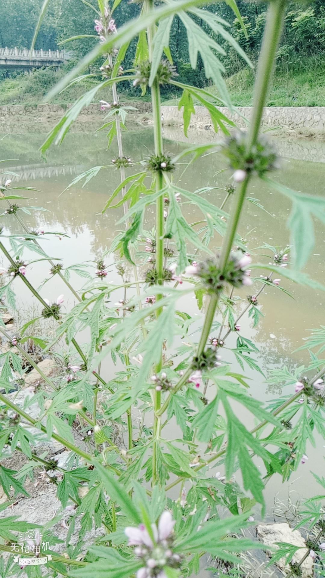 湖北宜都枝城赤溪河，長在河邊的抗癌藥草