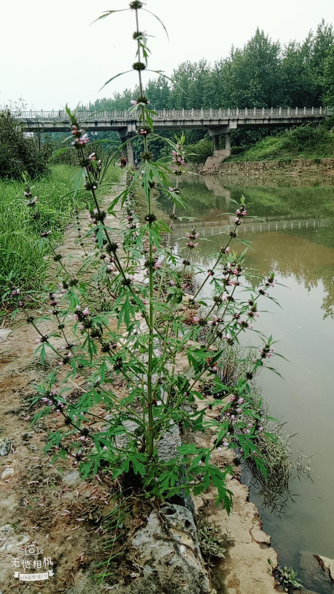 湖北宜都枝城赤溪河，長在河邊的抗癌藥草