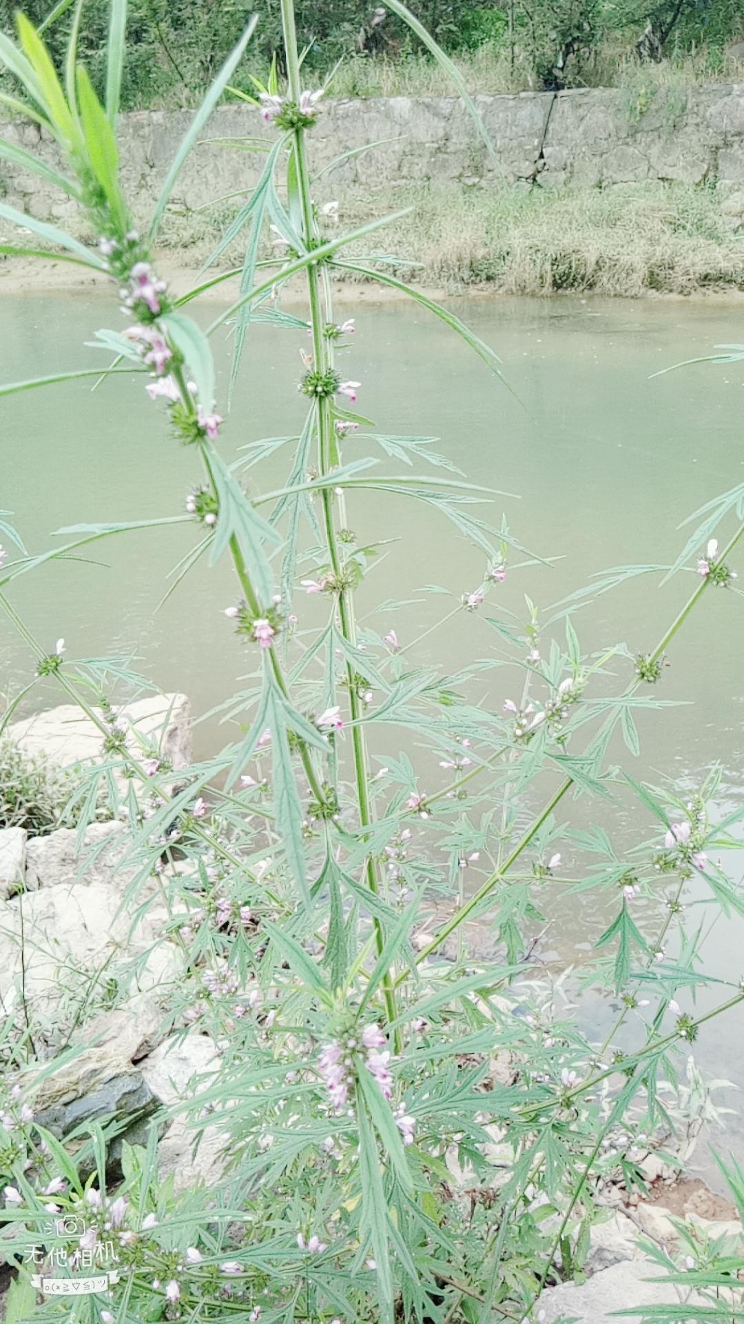 湖北宜都枝城赤溪河，長在河邊的抗癌藥草