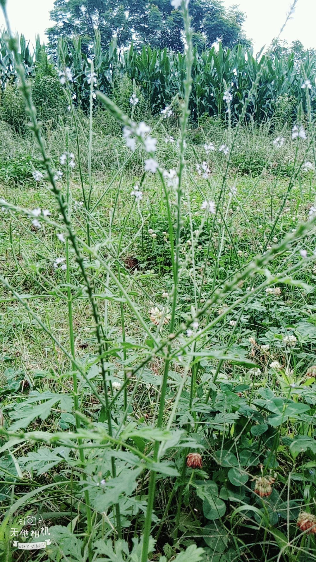 湖北宜都枝城赤溪河，長在河邊的抗癌藥草