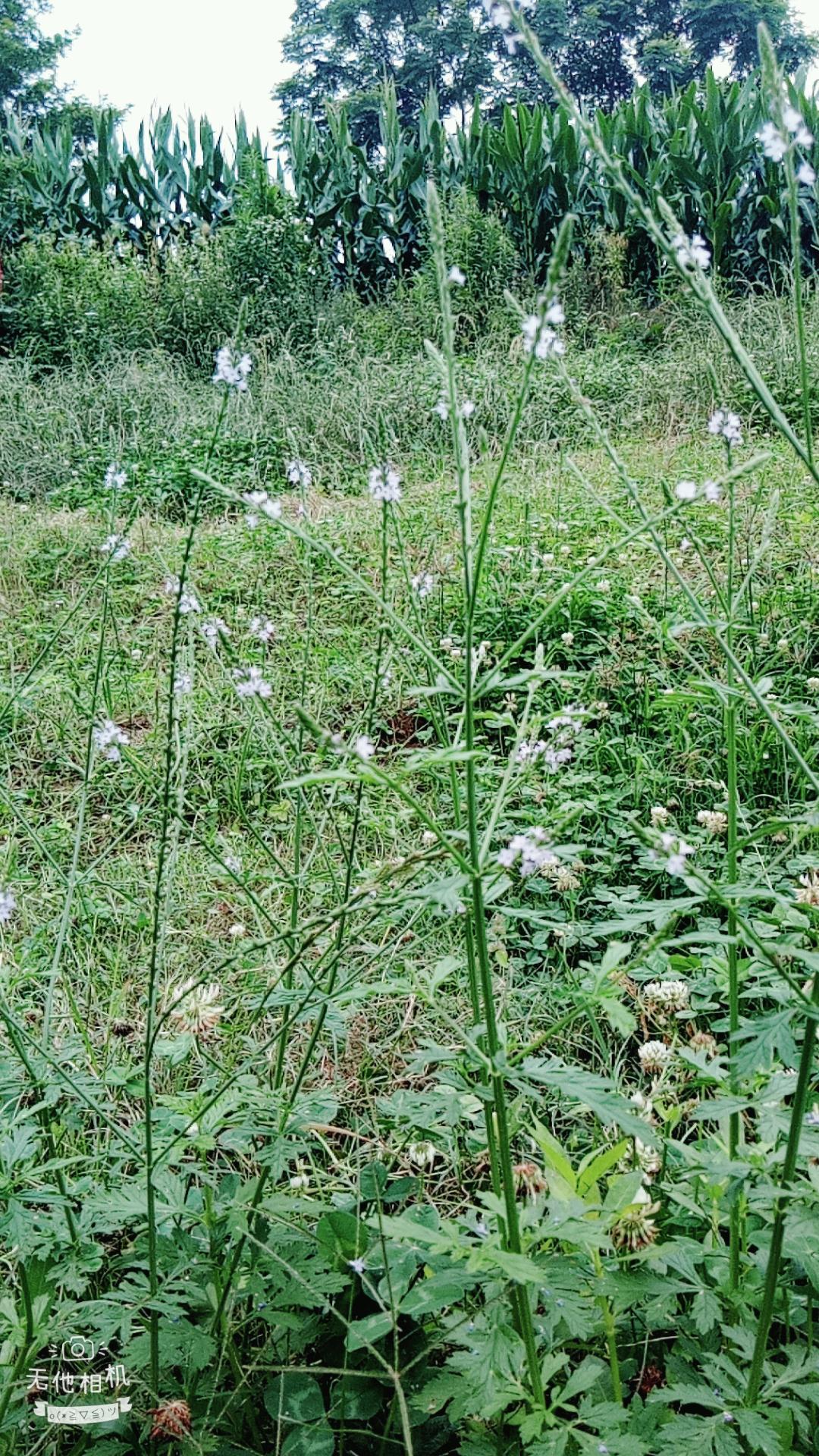 湖北宜都枝城赤溪河，長在河邊的抗癌藥草