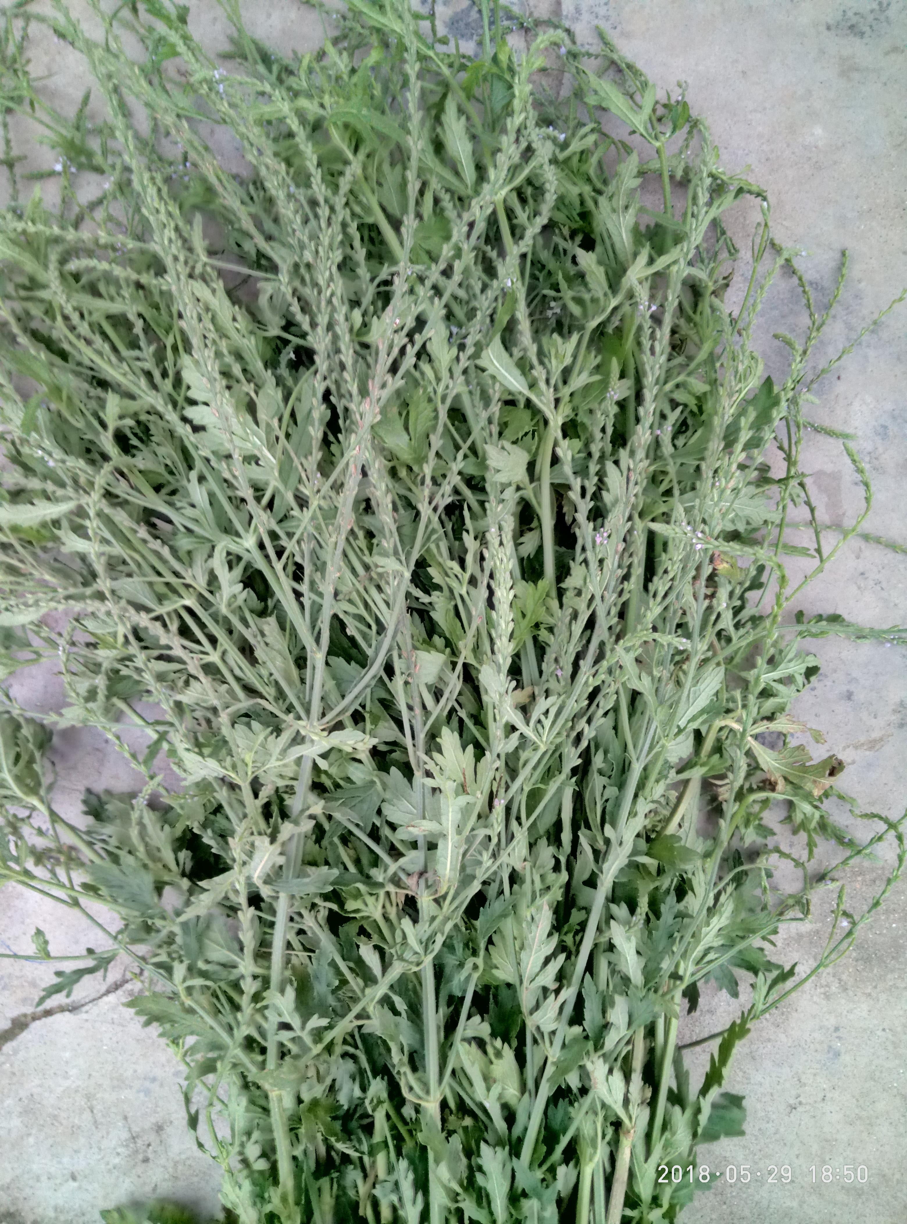 湖北宜都枝城赤溪河，長在河邊的抗癌藥草