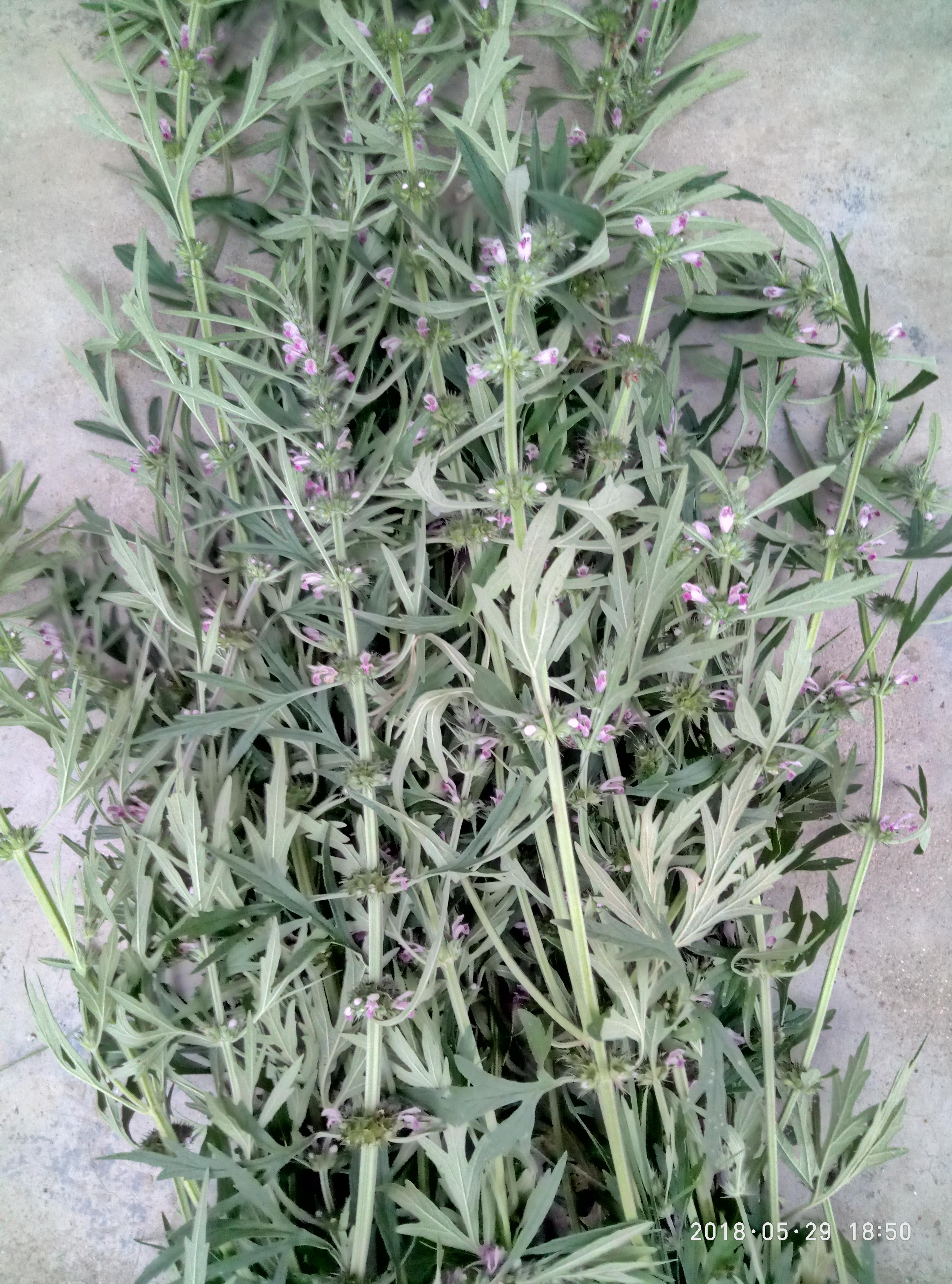 湖北宜都枝城赤溪河，長在河邊的抗癌藥草