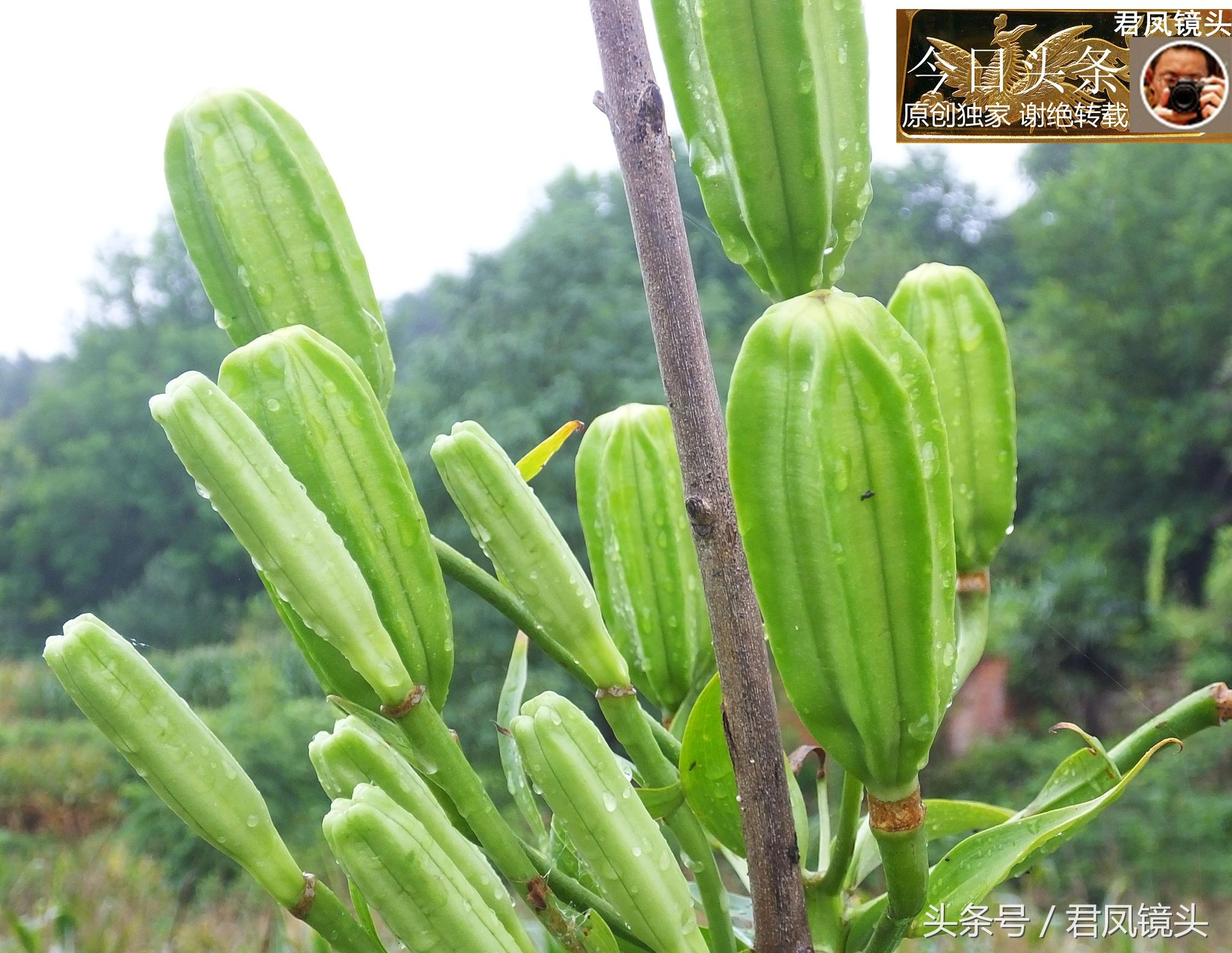 湖北宜昌：農(nóng)民種植在庭院里的百合，為何莢果種子不一樣？