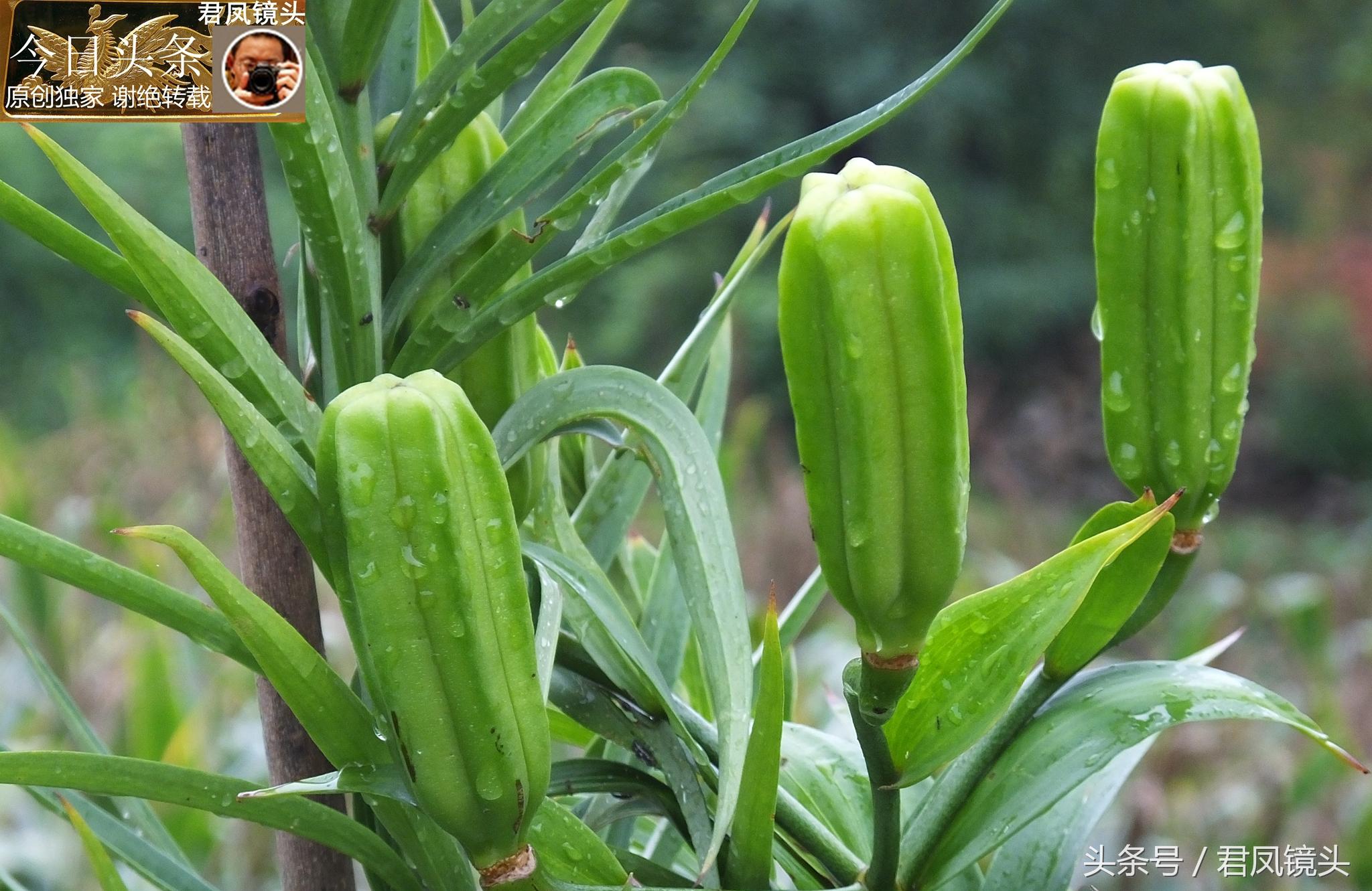 湖北宜昌：農(nóng)民種植在庭院里的百合，為何莢果種子不一樣？