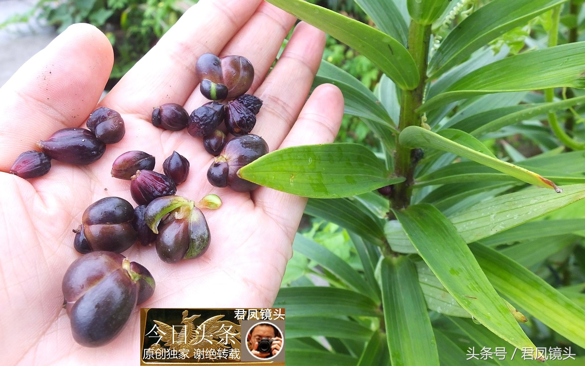 湖北宜昌：農(nóng)民種植在庭院里的百合，為何莢果種子不一樣？