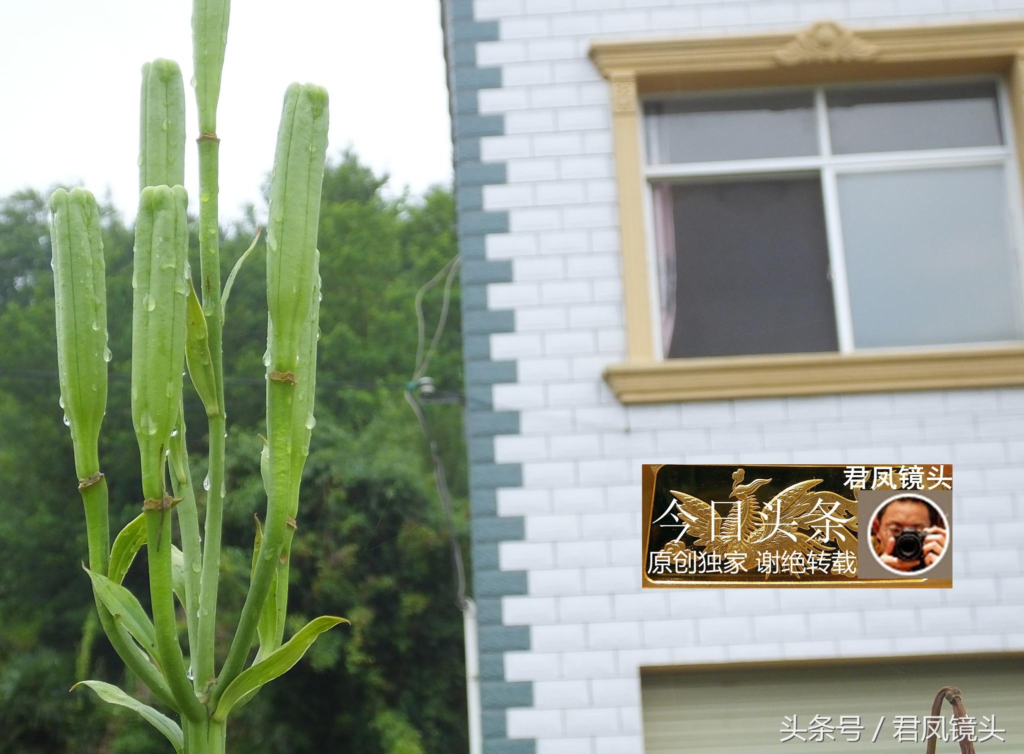 湖北宜昌：農(nóng)民種植在庭院里的百合，為何莢果種子不一樣？