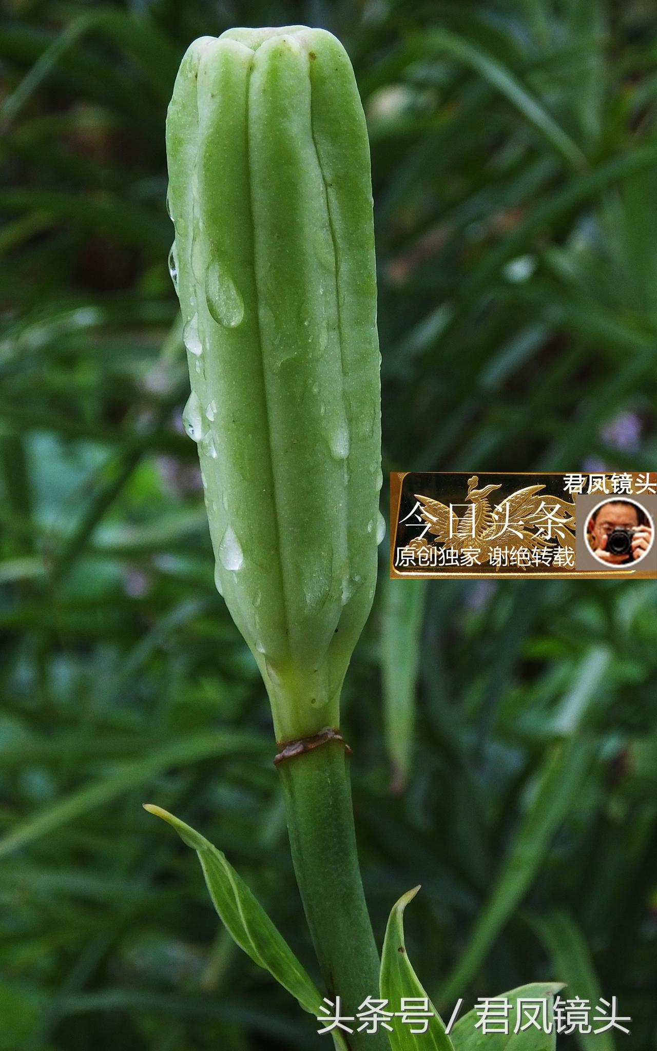 湖北宜昌：農(nóng)民種植在庭院里的百合，為何莢果種子不一樣？