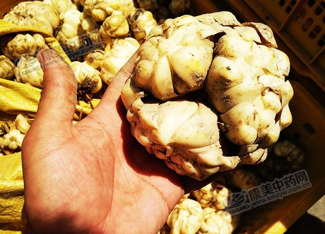 龍牙百合產(chǎn)新開始，湖南當(dāng)?shù)剞r(nóng)戶迎來了采挖熱潮