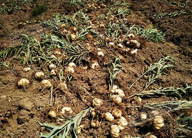 龍牙百合產(chǎn)新開始，湖南當(dāng)?shù)剞r(nóng)戶迎來了采挖熱潮