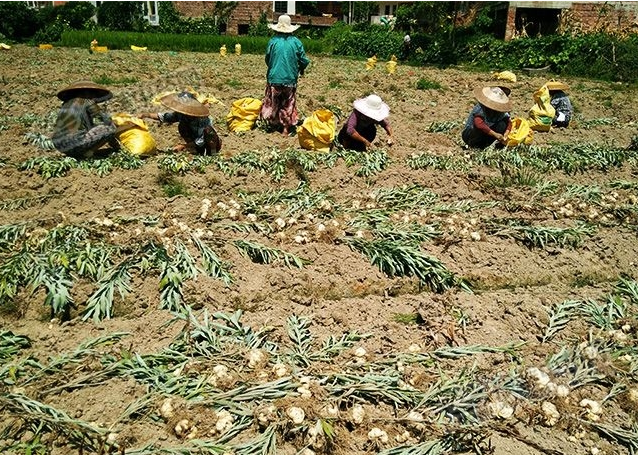 龍牙百合產(chǎn)新開始，湖南當(dāng)?shù)剞r(nóng)戶迎來了采挖熱潮