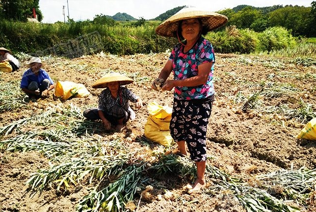 龍牙百合產(chǎn)新開始，湖南當(dāng)?shù)剞r(nóng)戶迎來了采挖熱潮