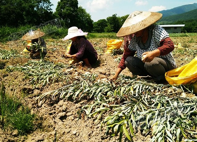 龍牙百合產(chǎn)新開始，湖南當(dāng)?shù)剞r(nóng)戶迎來了采挖熱潮